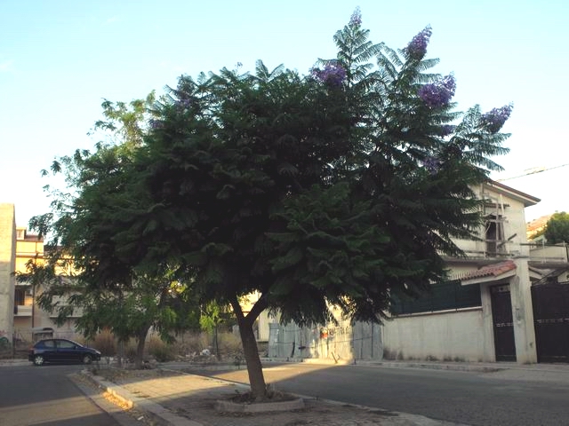 Albero da identificare